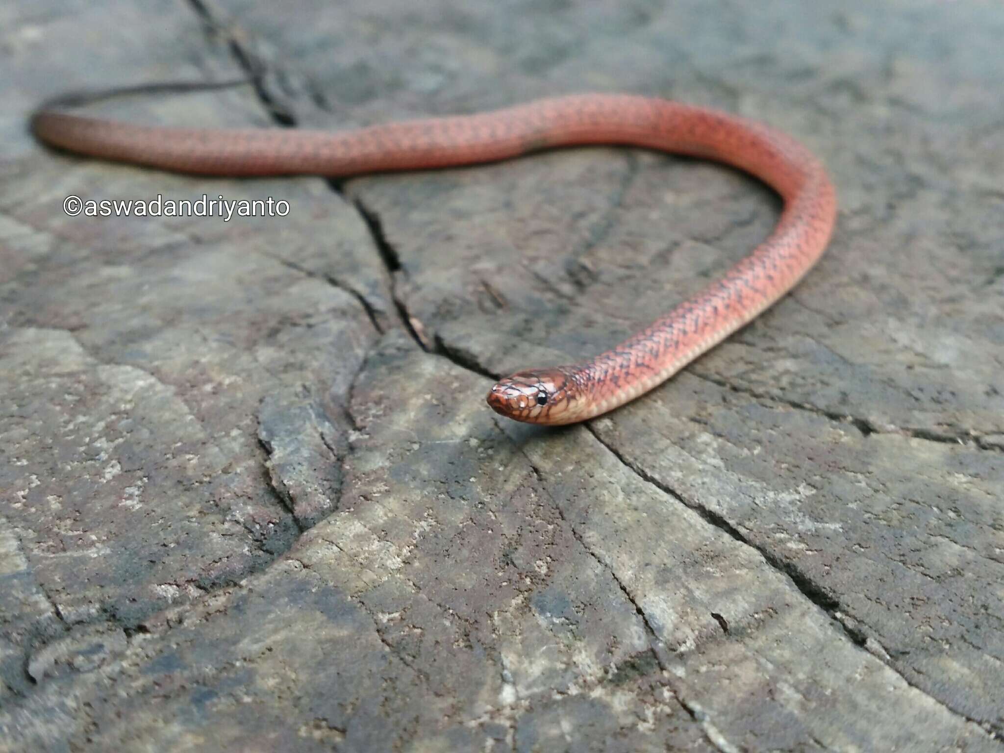 Image of Dark-Grey Ground Snake