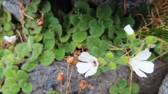 Image de Ourisia remotifolia M. T. Kalin Arroyo