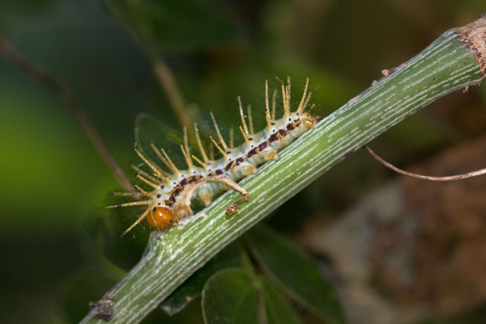 Image of Acraea aganice aganice