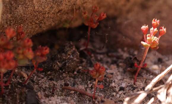 Crassula umbellata Thunb. resmi