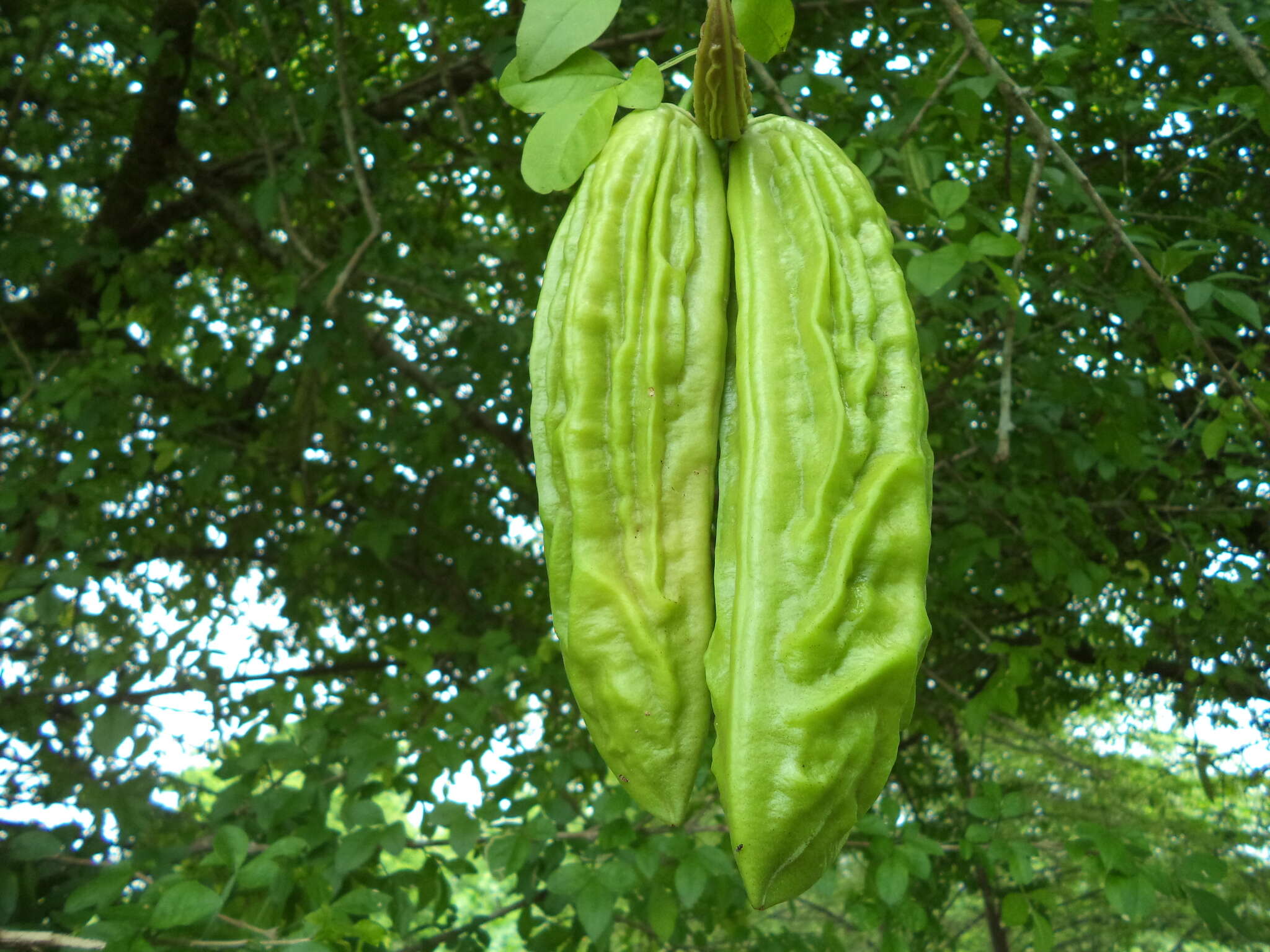 Слика од Parmentiera aculeata (Kunth) L. O. Williams