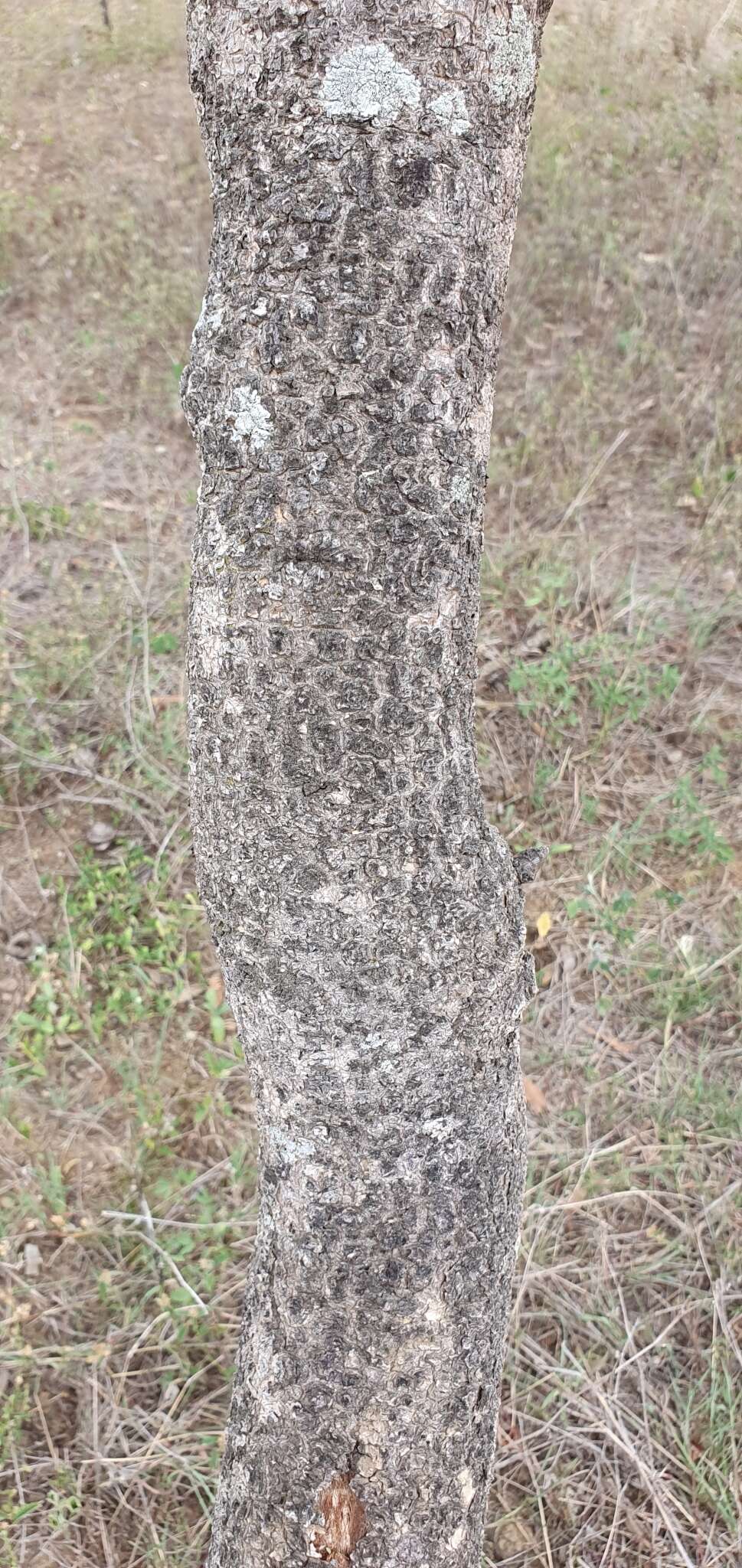 Vachellia bidwillii (Benth.) Kodela resmi