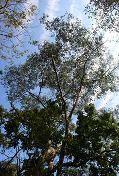 Image of Ficus talbotii King