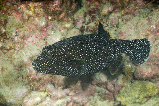 Image of Guinea fowl puffer