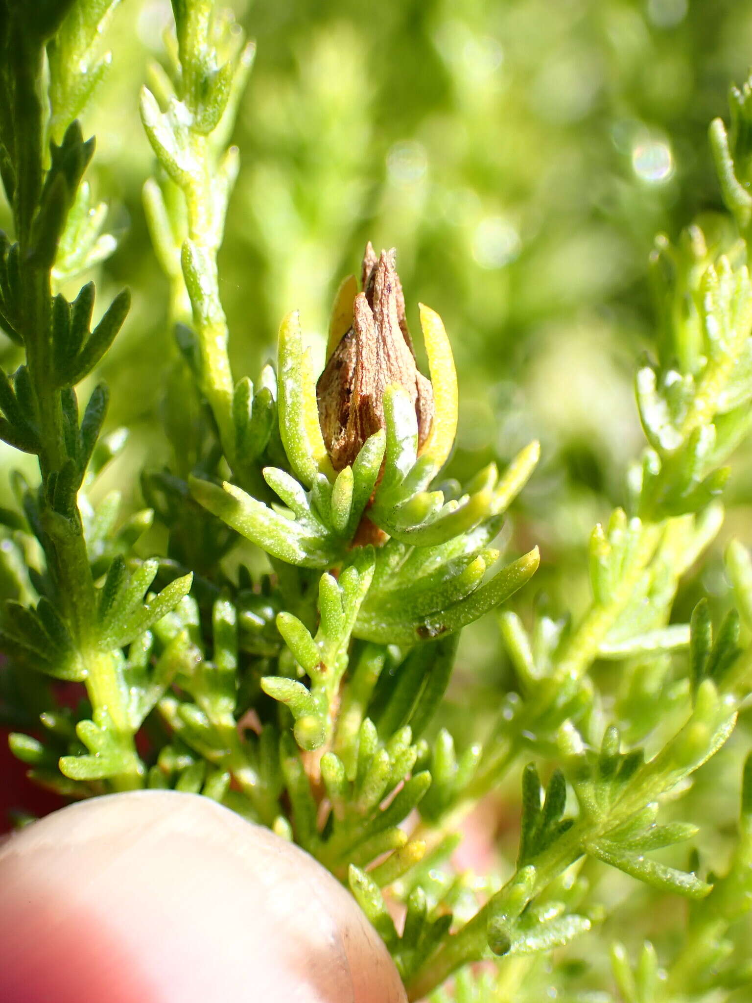 Image of Prodiplosis falcata Gagne 1986