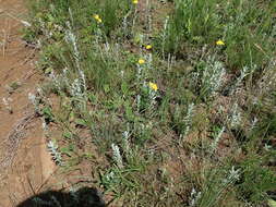 Imagem de Helichrysum aureonitens Sch. Bip.