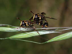 Image of Monoceromyia macleayi (Ferguson 1926)