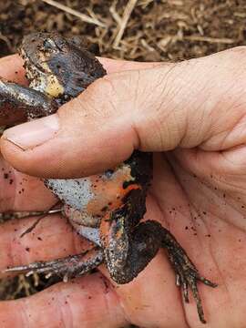 Image of Northern Banjo Frog