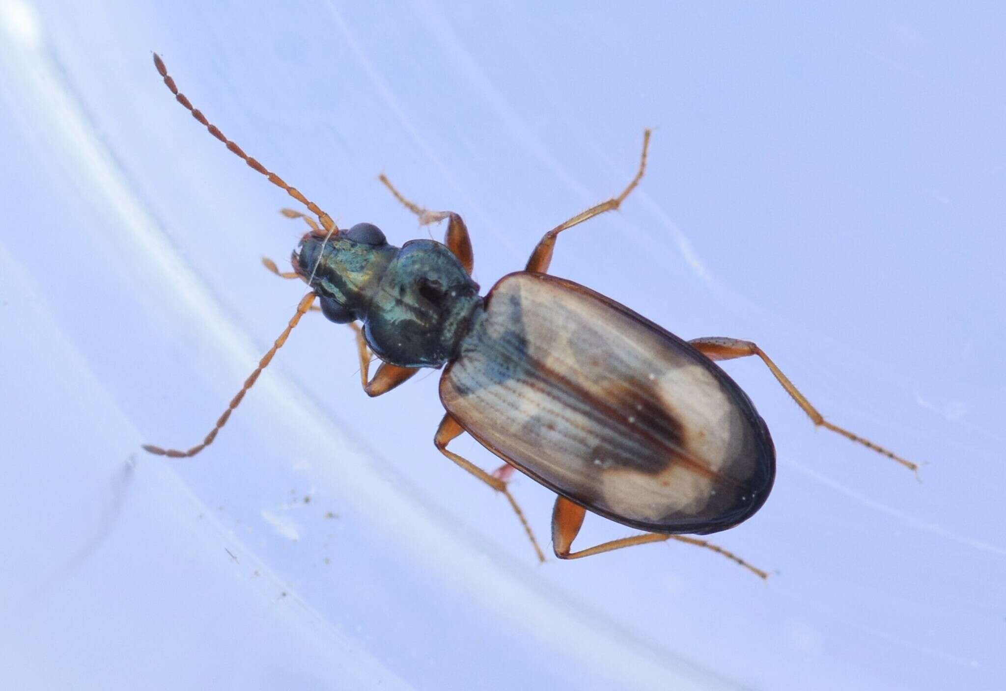 Image of Bembidion (Peryphus) obscurellum (Motschulsky 1845)