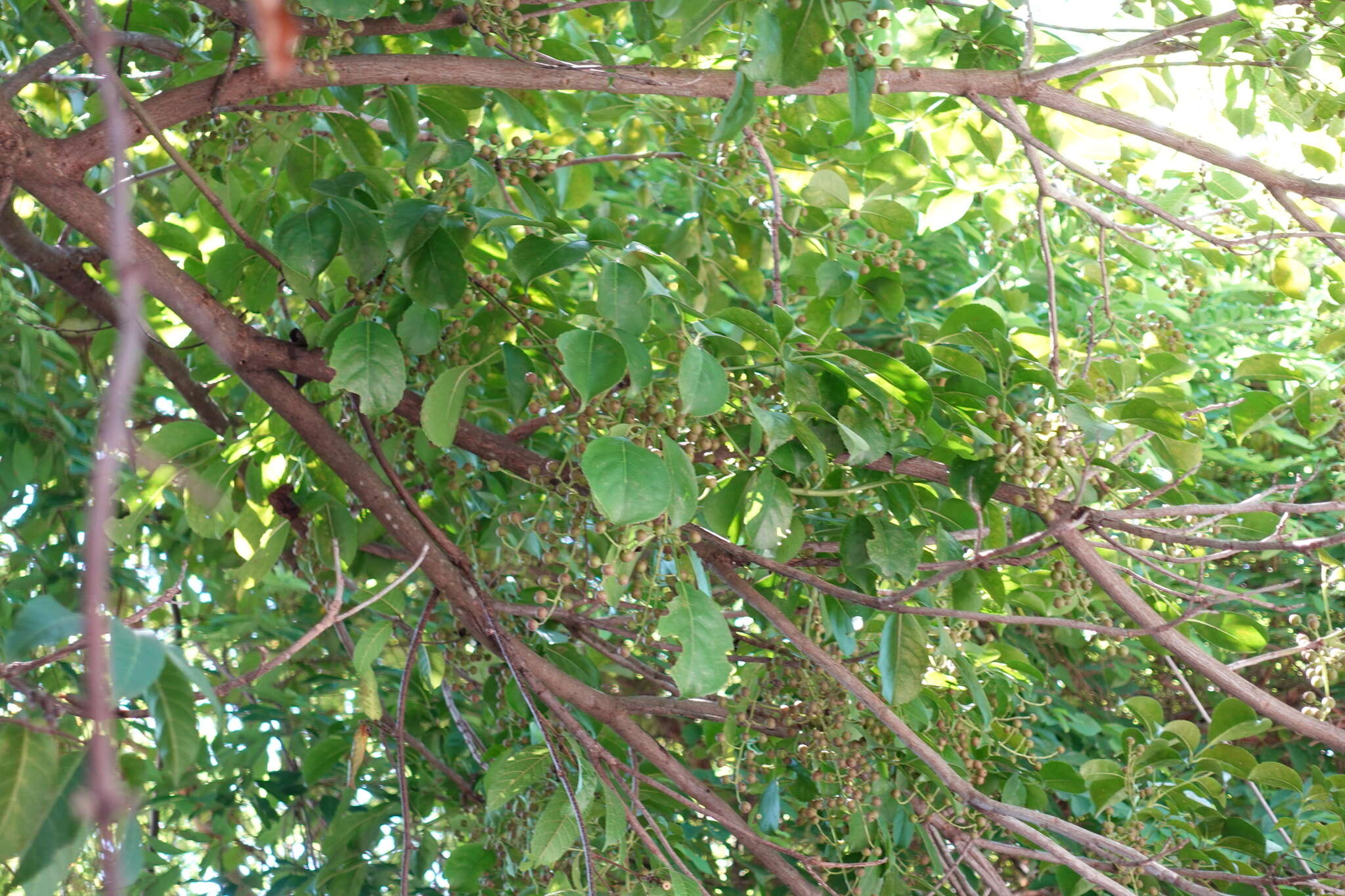 Sivun Bischofia polycarpa (H. Lév.) Airy Shaw kuva