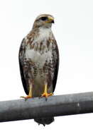 Imagem de Buteo trizonatus Rudebeck 1957