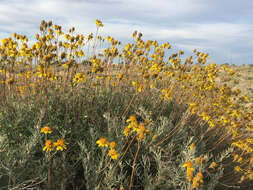 صورة Bahiopsis microphylla (Vasey & Rose) E. E. Schill. & Panero