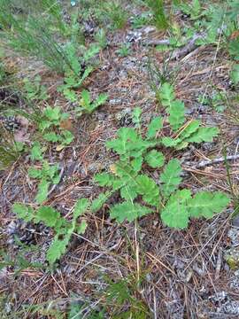 Image of Geum geoides (Pall.) Smedmark