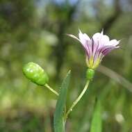 Sisyrinchium minus Engelm. & A. Gray的圖片