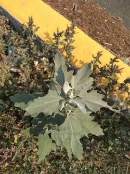 Plancia ëd Chenopodium berlandieri Moq.