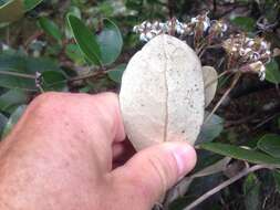 Imagem de Olearia townsonii Cheeseman