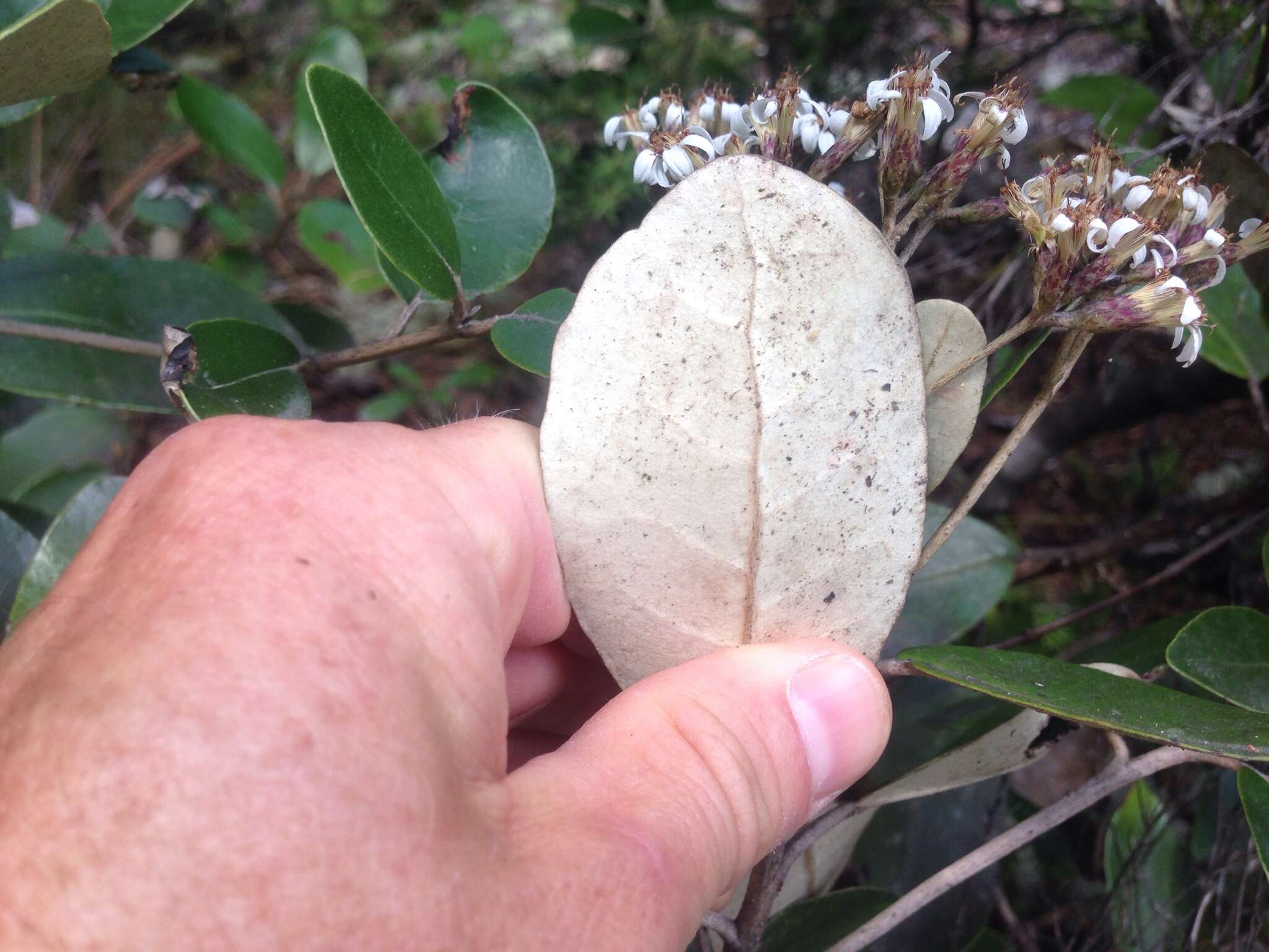 Imagem de Olearia townsonii Cheeseman