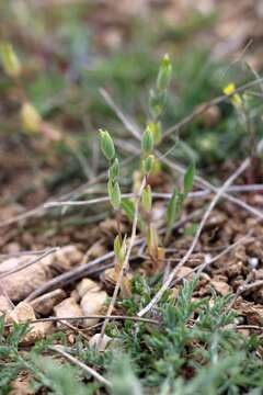 Cerastium perfoliatum L. resmi