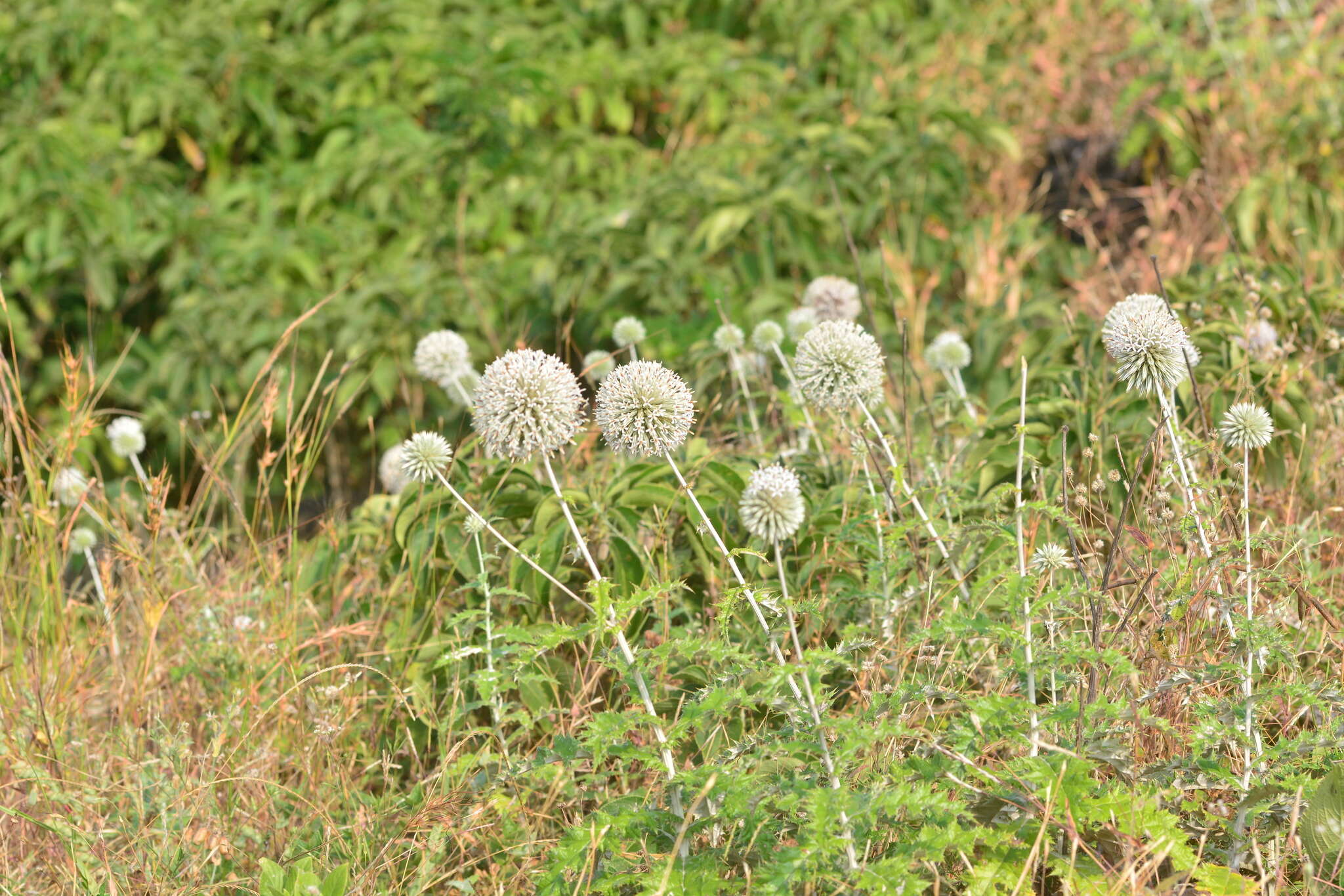 Imagem de Echinops sahyadricus