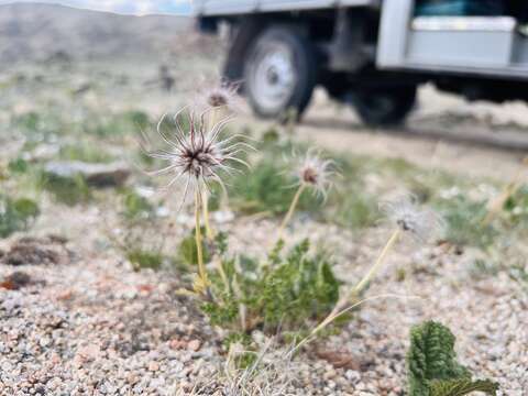 Image of Pulsatilla bungeana C. A. Mey. ex Ledeb.