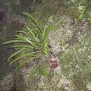 Image of Liparis bracteata T. E. Hunt