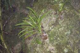 Image of Liparis bracteata T. E. Hunt