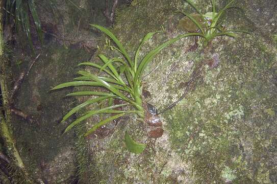 Image of Liparis bracteata T. E. Hunt