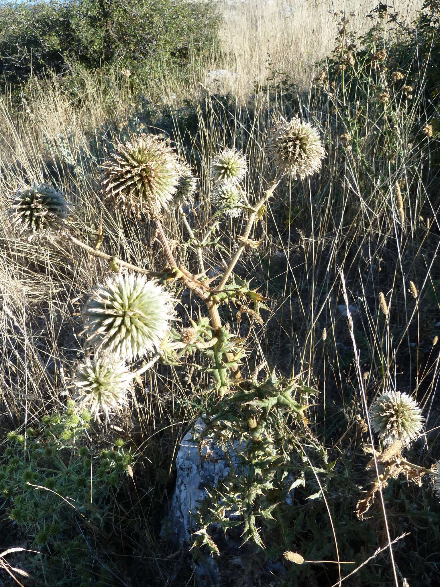 Image of Echinops sphaerocephalus subsp. sphaerocephalus