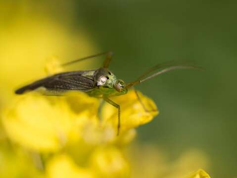 Image of Closterotomus trivialis (A. Costa 1853)