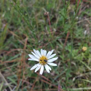 Image of Symphyotrichum moranense (Kunth) G. L. Nesom