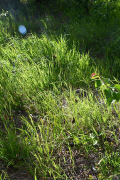 Image of Carex aterrima Hoppe