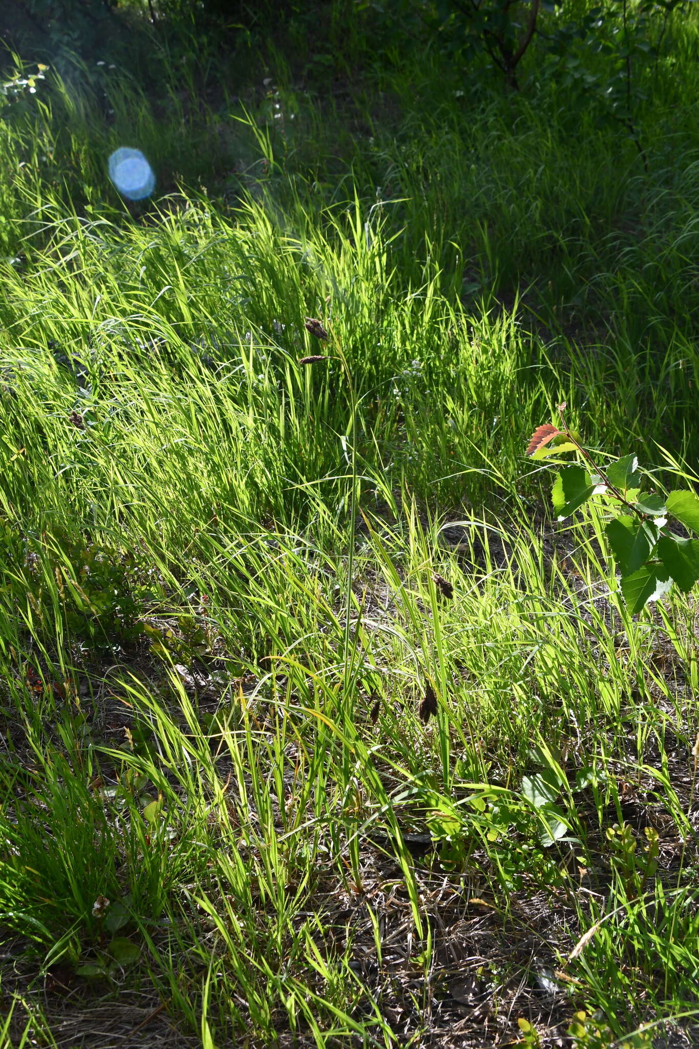 Image of Carex aterrima Hoppe