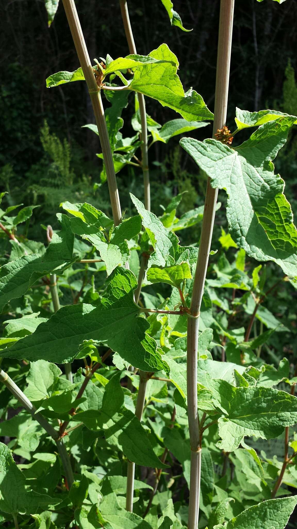 Rumex abyssinicus Jacq. resmi