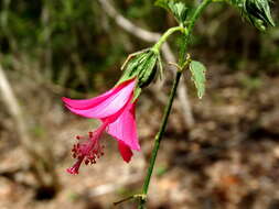 Image of Poeppig's rosemallow