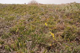 Image of Osteospermum hafstroemii Norlindh