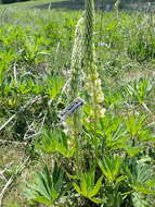 Plancia ëd Lupinus polyphyllus subsp. polyphyllus