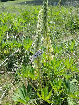 Image of bigleaf lupine