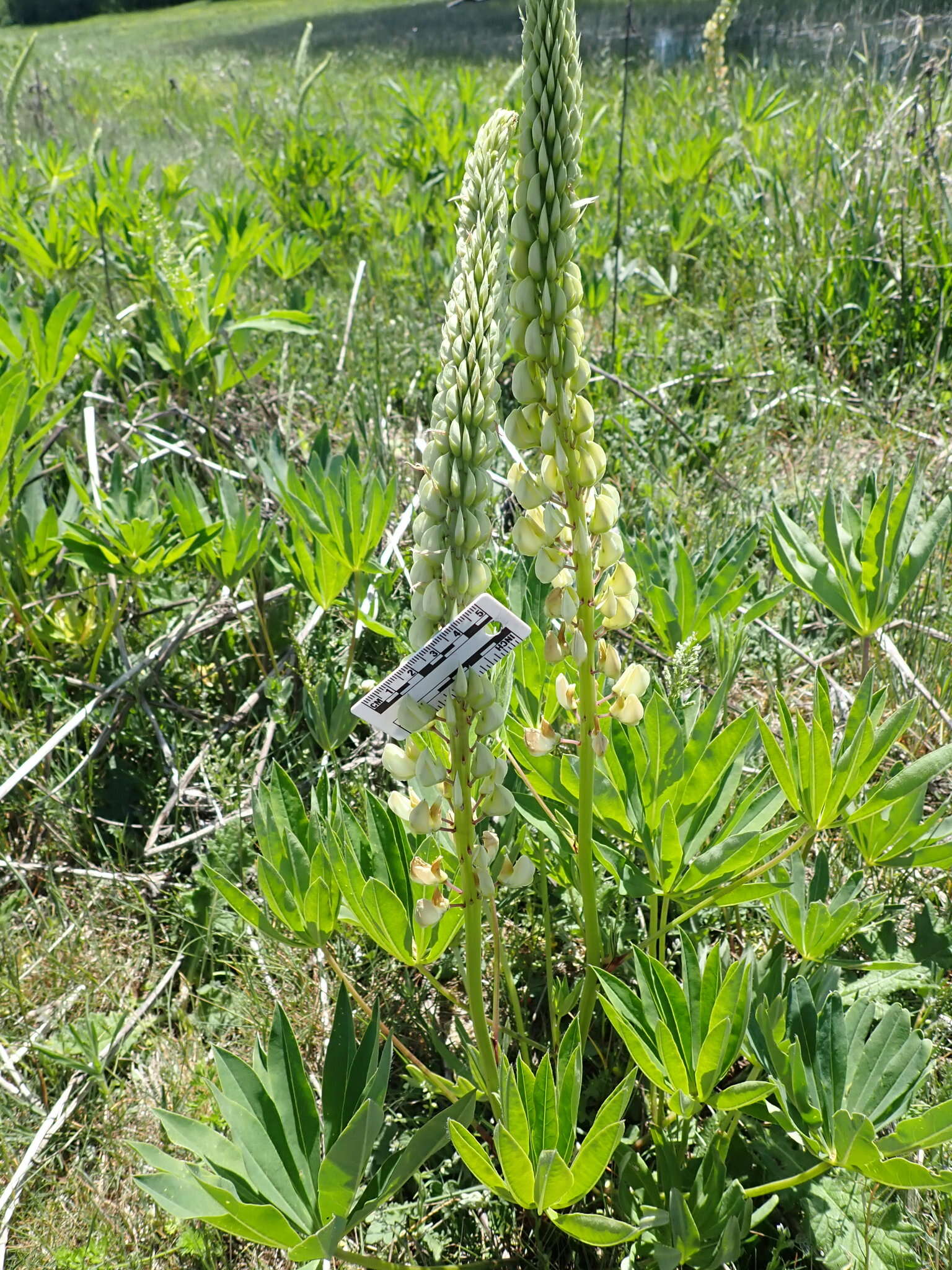 Plancia ëd Lupinus polyphyllus subsp. polyphyllus