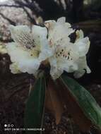 صورة Rhododendron wightii Hook. fil.