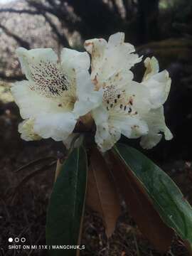 Image of Rhododendron wightii Hook. fil.