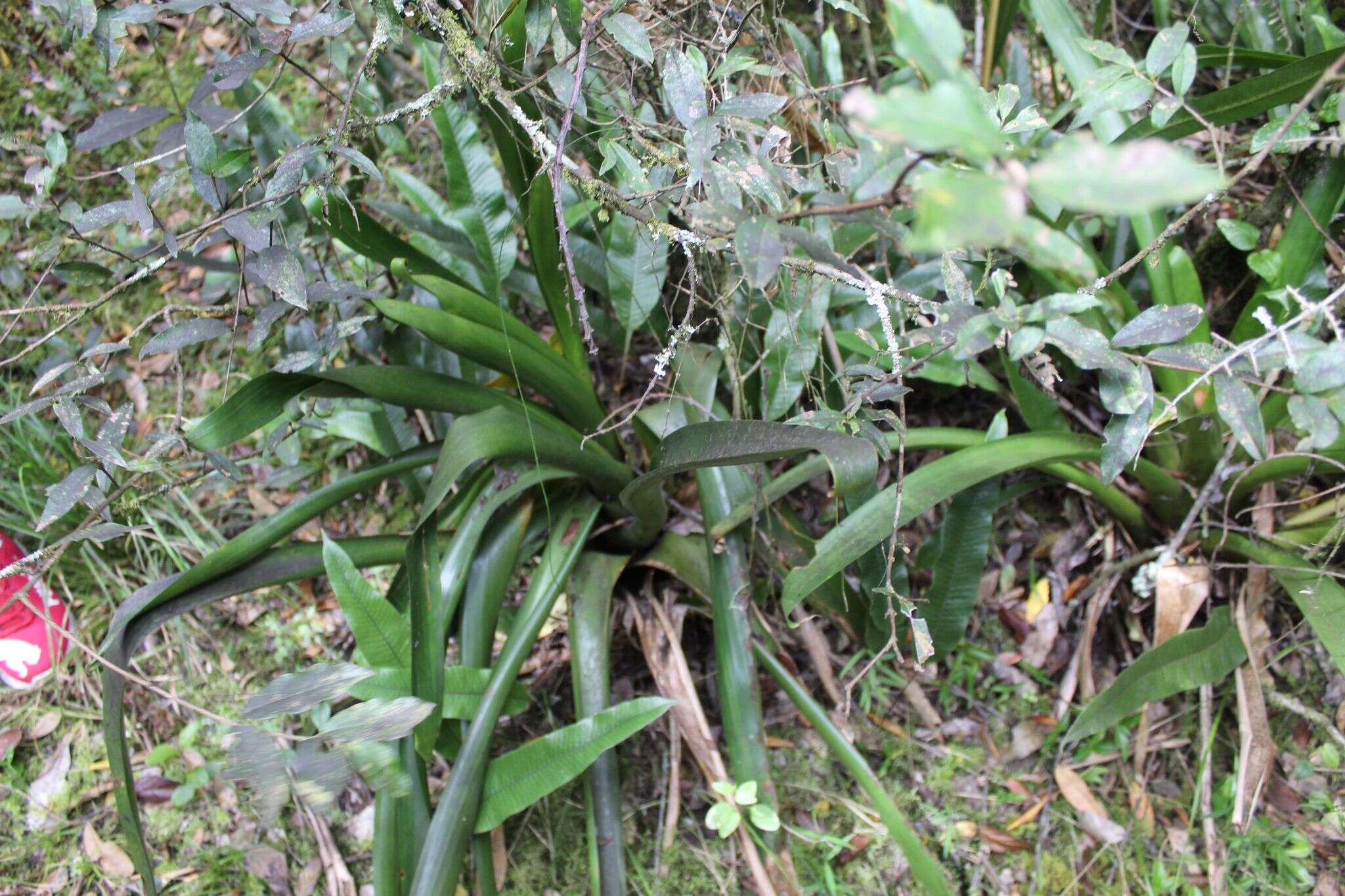 Image of Tillandsia denudata André