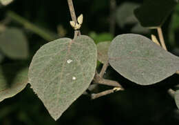 Image of Capparicordis crotonoides (Kunth) Iltis & Cornejo