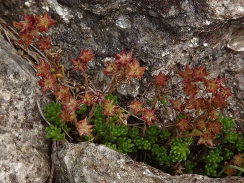 Image of Sedum alpestre Vill.