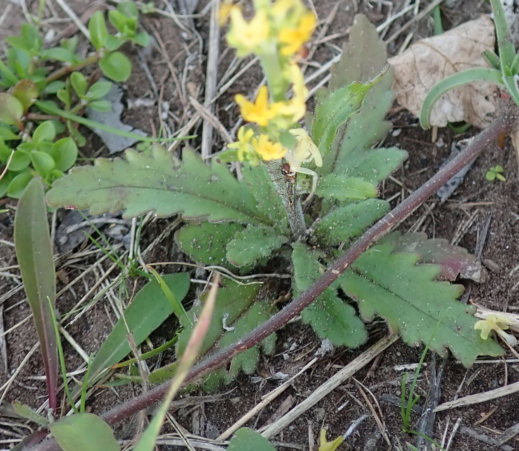 Image of Manulea cheiranthus (L.) L.