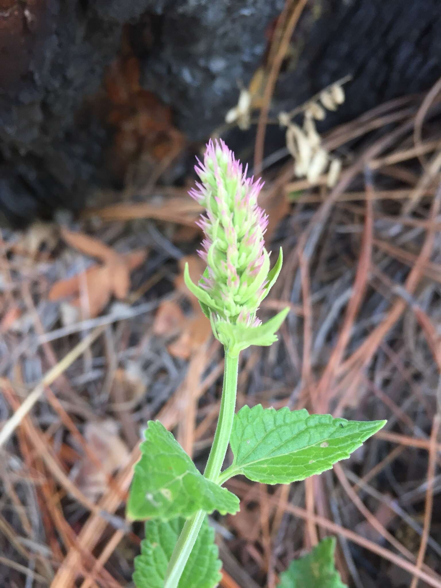 Image of Trans-Pecos giant hyssop