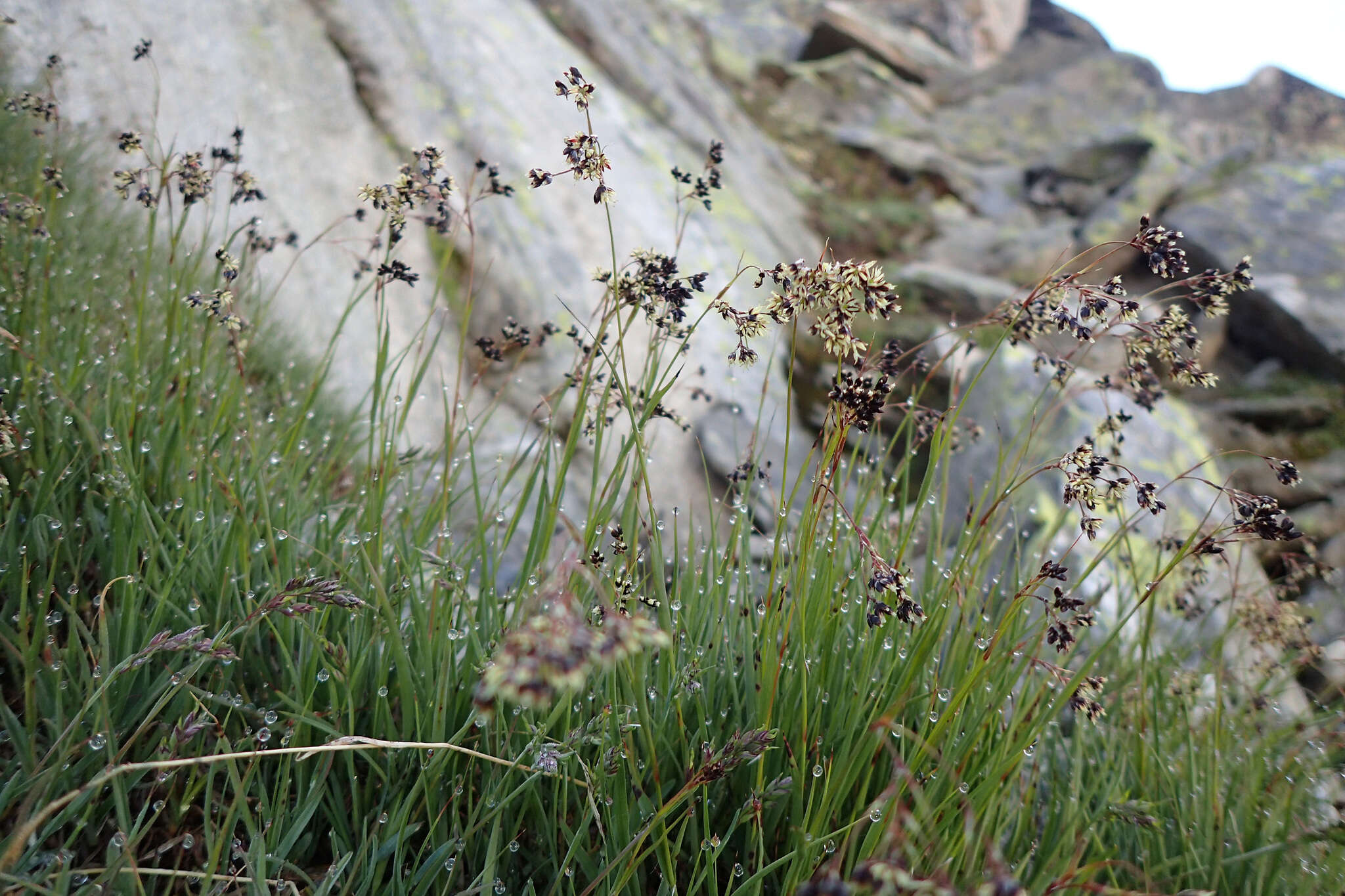 Image of alpine woodrush