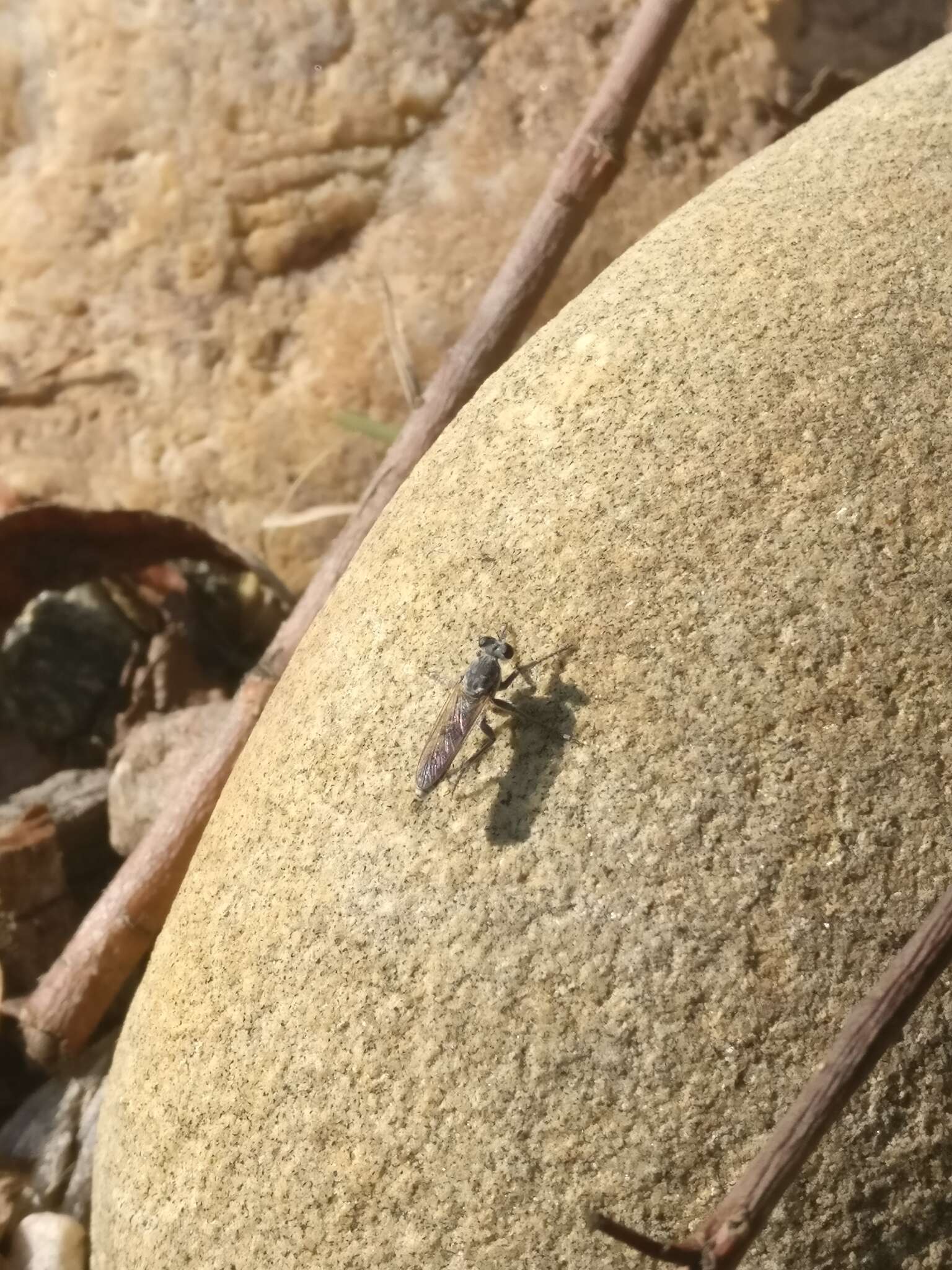 Image of Three-banded Robber Fly