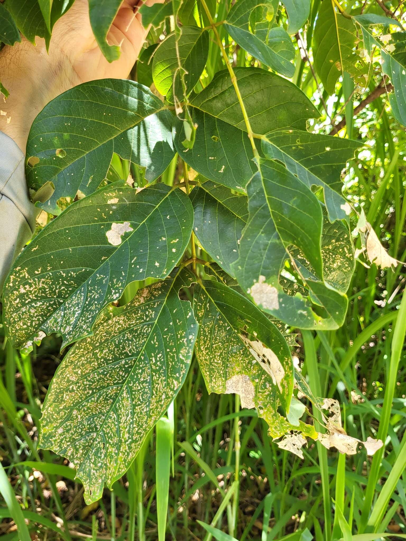 Слика од Lonchocarpus heptaphyllus (Poir.) DC.