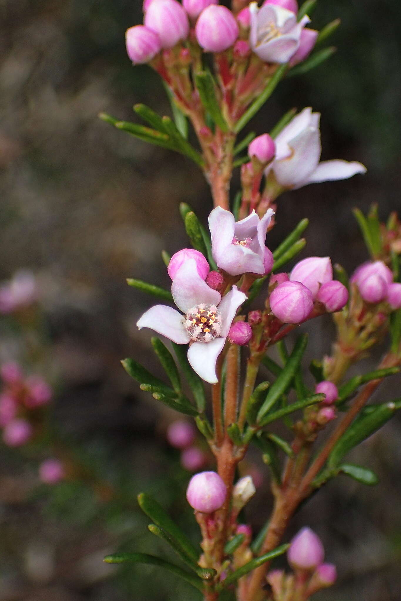 Image of Boronia pilosa subsp. pilosa