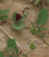 Imagem de Boerhavia cordobensis Kuntze